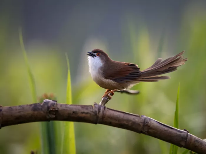 (吉星高照), Taksing: yellow eyed babbler