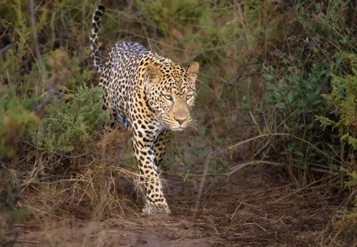 Sink, C. Jeffrey: Die schöne lauernde Bedrohung. Leopardenmännchen im Samburu National Park, Kenia