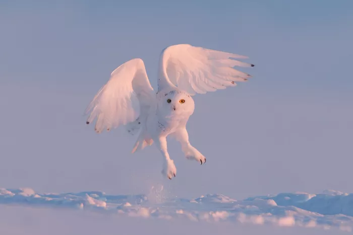 Chen, Davidhx: Snowy owl take off