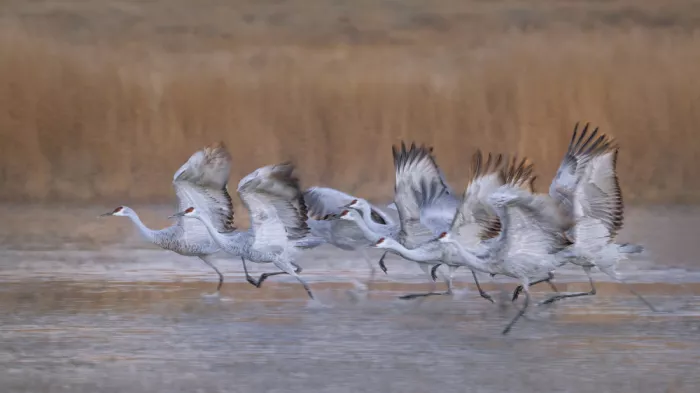 Zhao, Qing: Take Off All Together