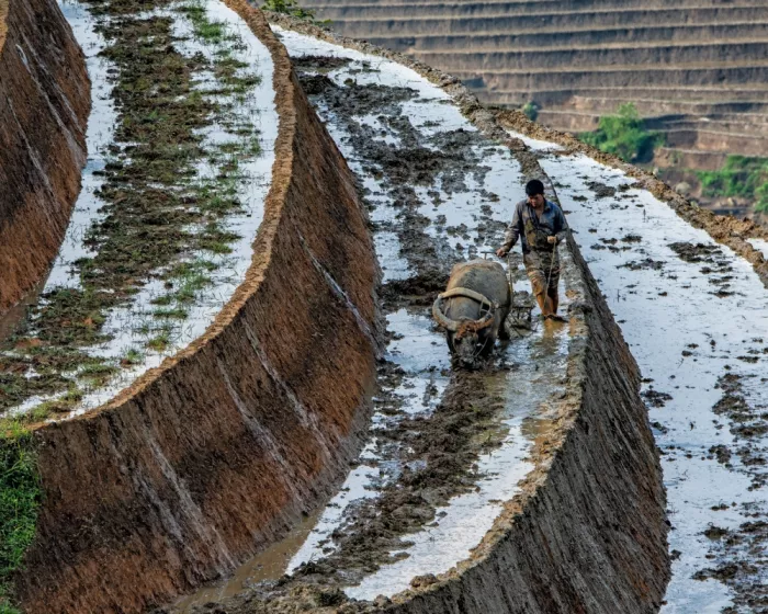 Golani, Aharon: Rice field