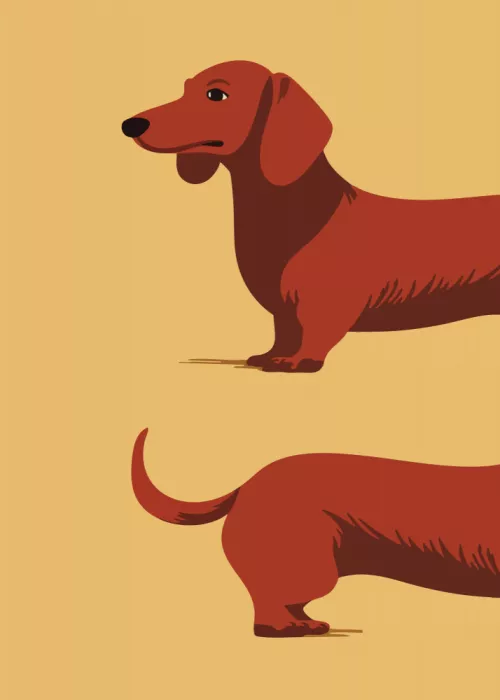 Magnusson, Andreas: Dachshund