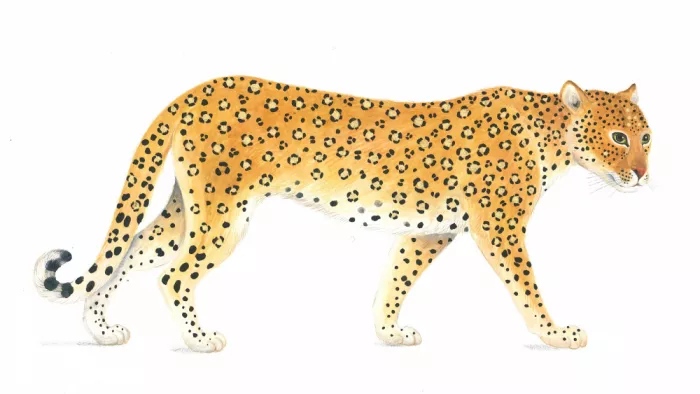 Brent, Isabelle: Leoparden-Eleganz