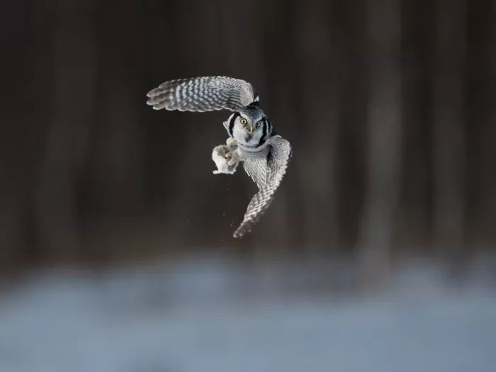 (吉星高照), Taksing: Northern hawk-owl