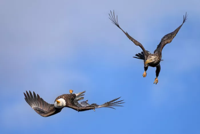 P., Ruiqing: Caza del cielo