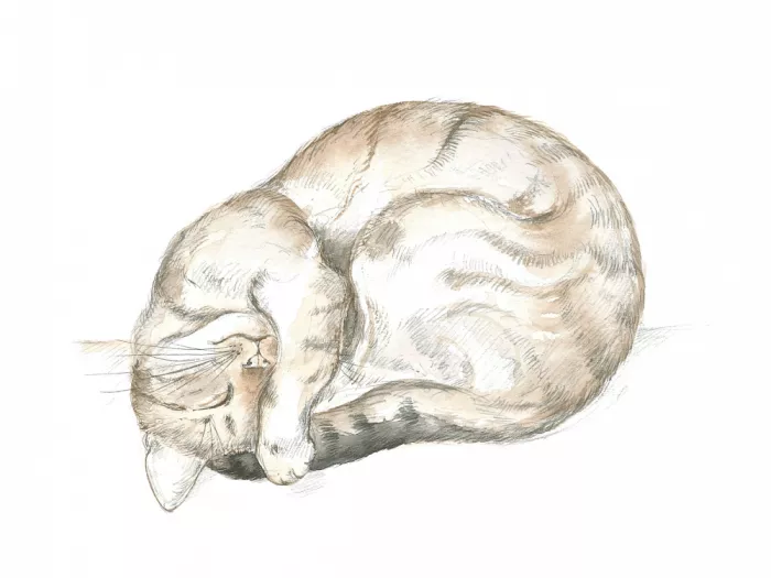 Brent, Isabelle: Schlafende Tabbykatze