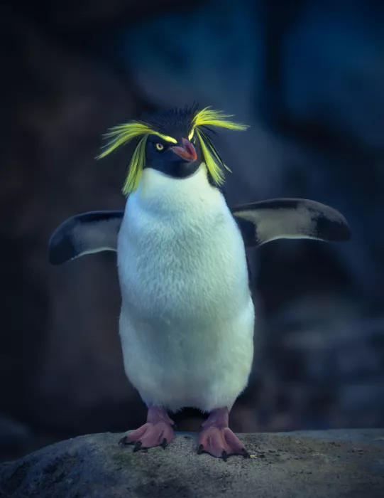 Zhao, Alex: Pinguino delle rocce III