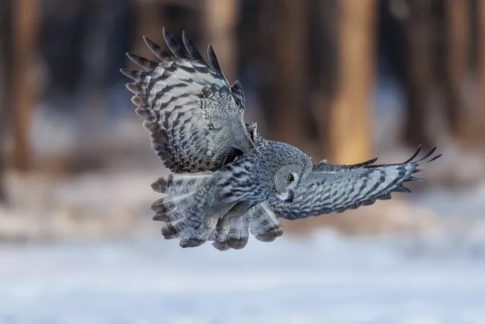 Chen, Davidhx: Great grey owl