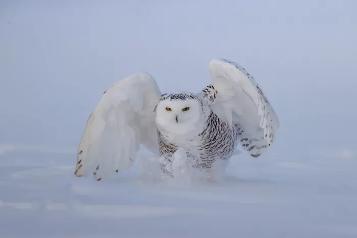 Chen, Davidhx: Snowy owl