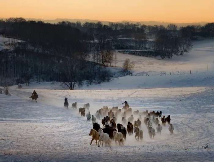 Zhang, Dennis: Horse racing 2