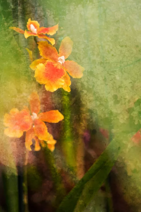 Cui, yang Xiang: Orchid