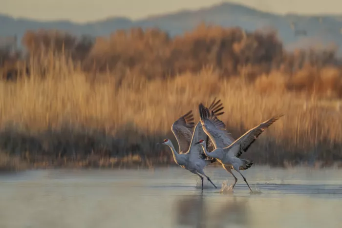 Zhao, Qing: Take Off Together