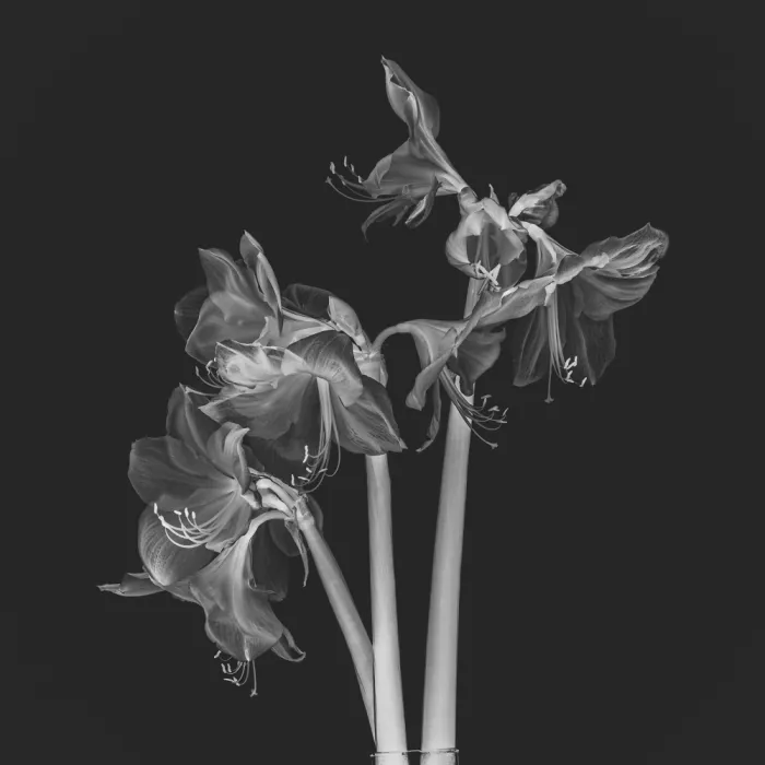 Louwen, Fred: Un bouquet d