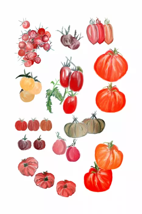 cartissi, casa: Pomodori Tomatoes Variety