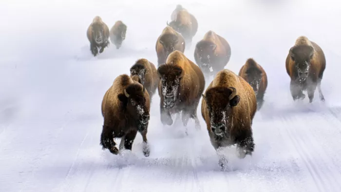 Luo, Dan: Bison run