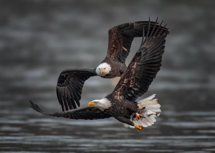 Xiao, Hanping: Cattura in volo VI