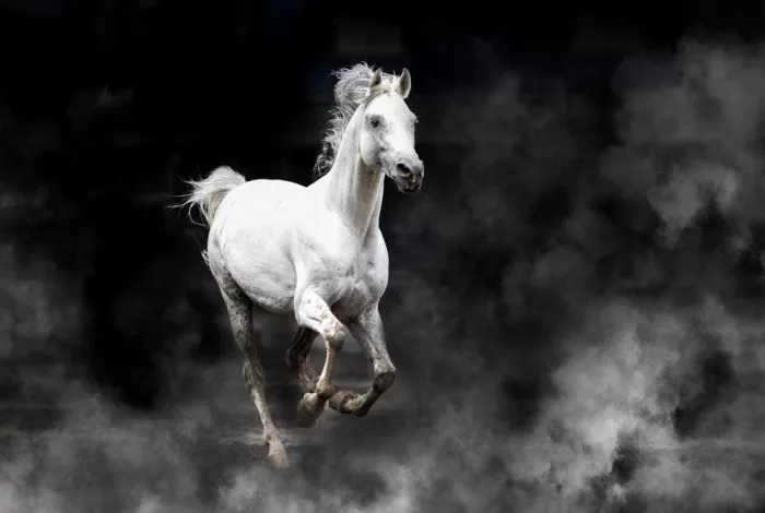 Zhang, Dennis: Fergana horse 2