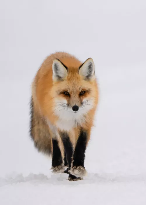 Lai, Vicki: Fuchs