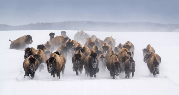 Lai, Vicki: Carrera de bisontes