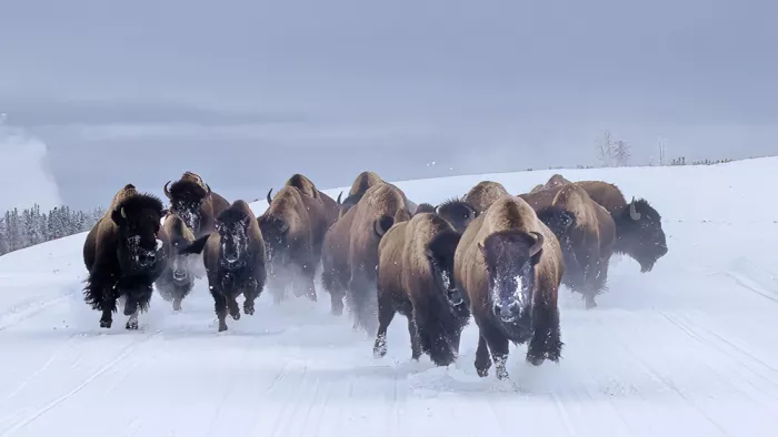 meix: Running Bisons