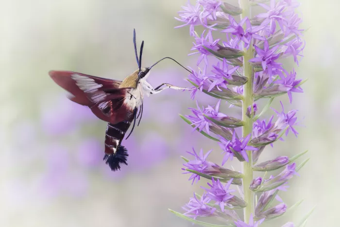 Lester, D Linda: La Belleza de una Esfinge Colibrí