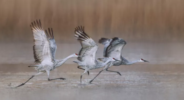 Zhao, Qing: Run All Together