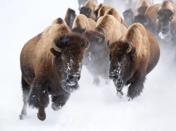 Lai, Vicki: Bisonte en carrera