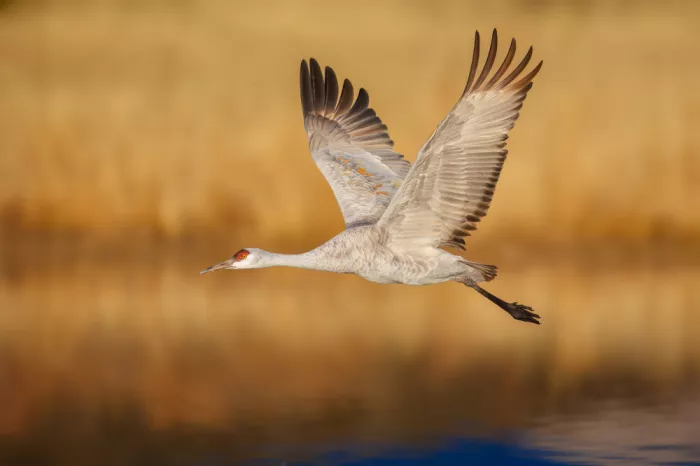 He, Mike: Sandhill Cranes