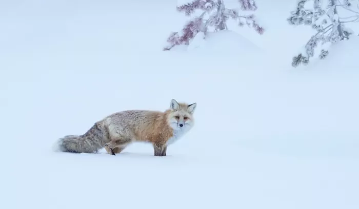 meix: A fox in the snowy mountain