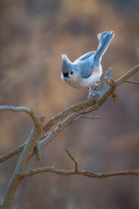 Cai, Xiao: Tufted Titmouse
