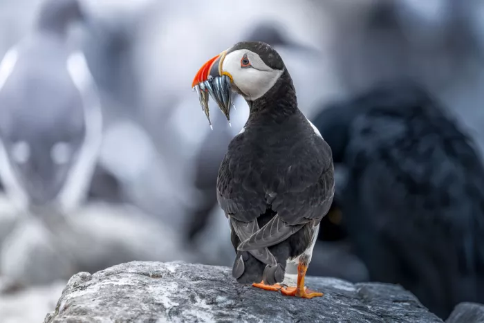 Simone, De Ciro: Puffin
