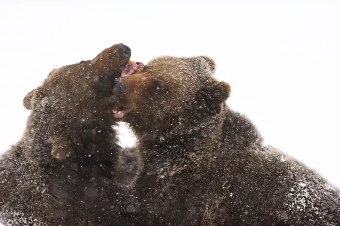 Pozzi, Marco: Bears in the snow storm