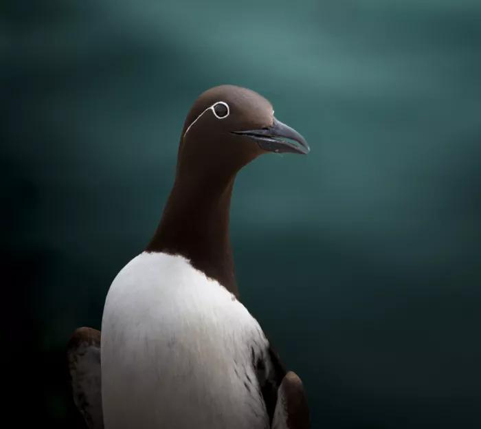 Engström, Erik: Guillemot