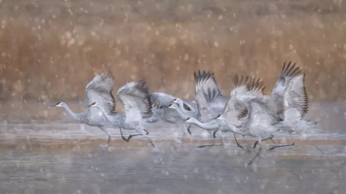 Zhao, Qing: Take off all together