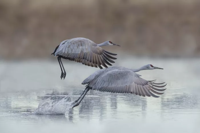 Zhao, Qing: Morning take off together