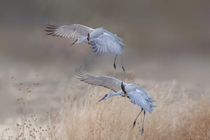 Zhao, Qing: Couple