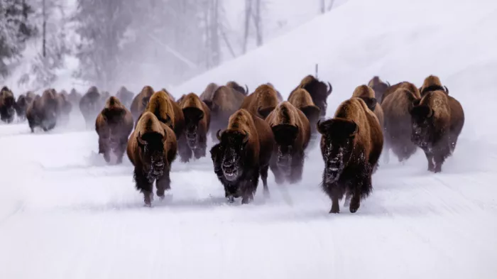 Gu, Zeren: Bison Chasing in Snow