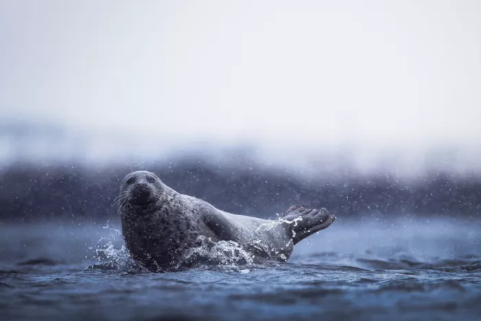 Renmyr, Magnus: Harbor seal resting by the shore