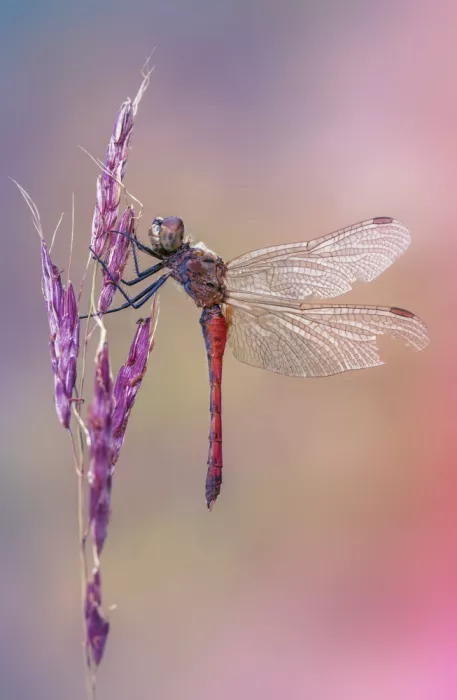 Daminelli, Fabrizio: Sympetrum depressiusculum