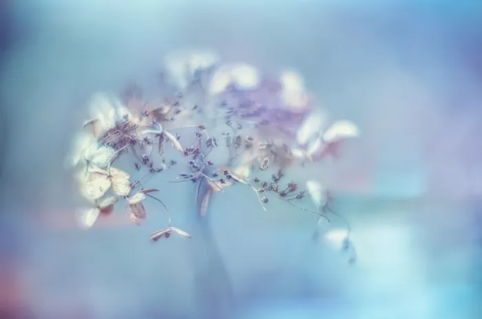 Sameshima, Yasutaka: Ohne Titel