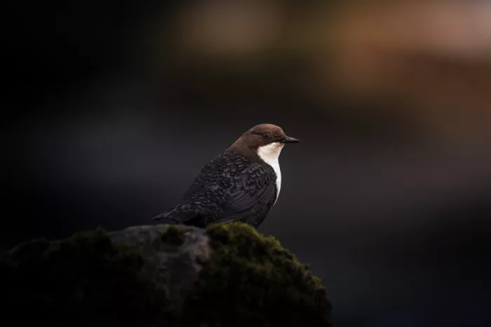 Renmyr, Magnus: White-throated dipper looking back at you
