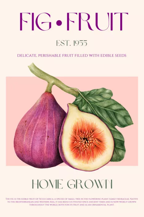 Khokhar, Nazma: Vintage Fig Delight