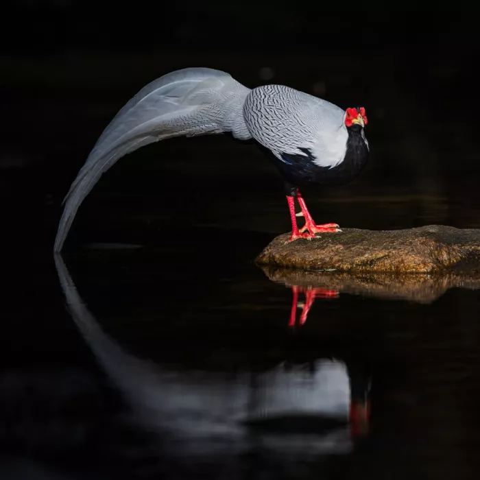 (吉星高照), Taksing: silver pheasant