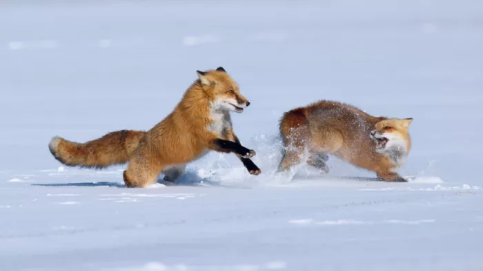 Lam, Gavin: Rotfüchse jagen und spielen im Schnee...