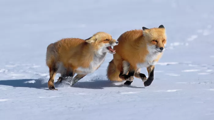 Lam, Gavin: Rotfüchse jagen und spielen im Schnee...