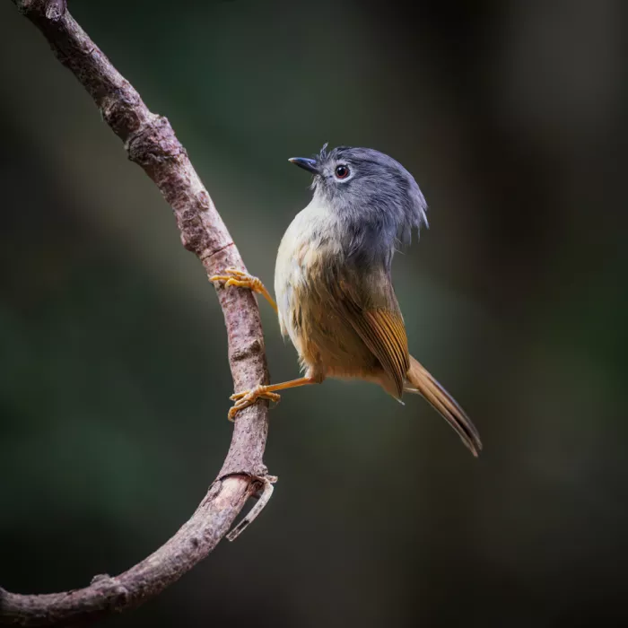 (吉星高照), Taksing: grey-cheeked fulvetta