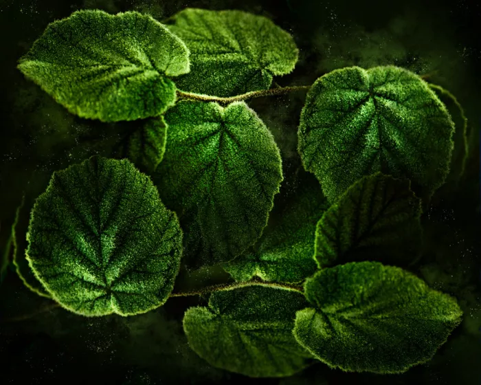Zvinakeviciute, Kristina: Gelo verde