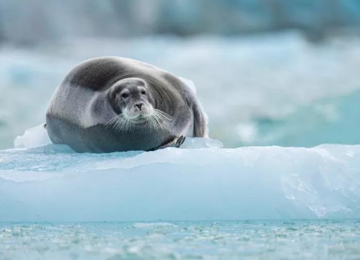 Nagpal, Manish: seal on a icy throne