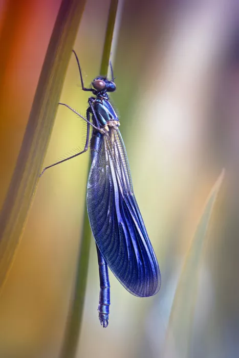 Daminelli, Fabrizio: Calopteryx splendens