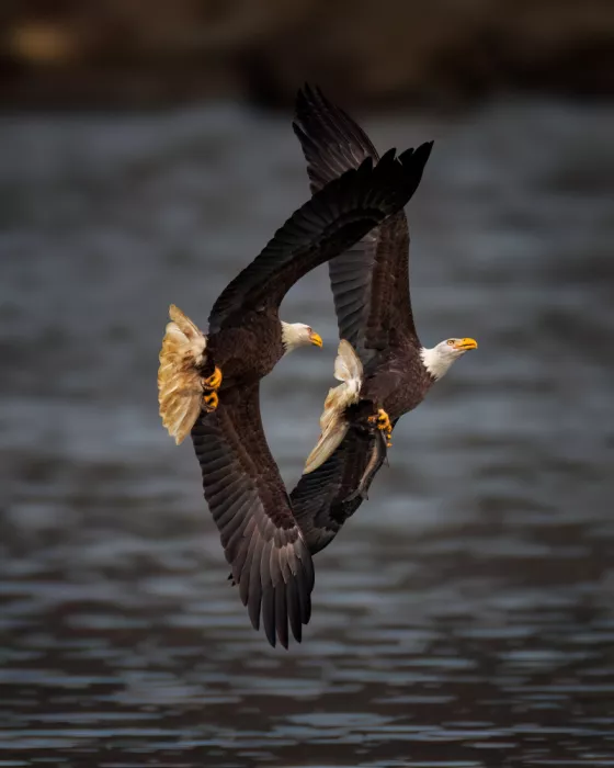 Xiao, Hanping: Cattura in volo IX